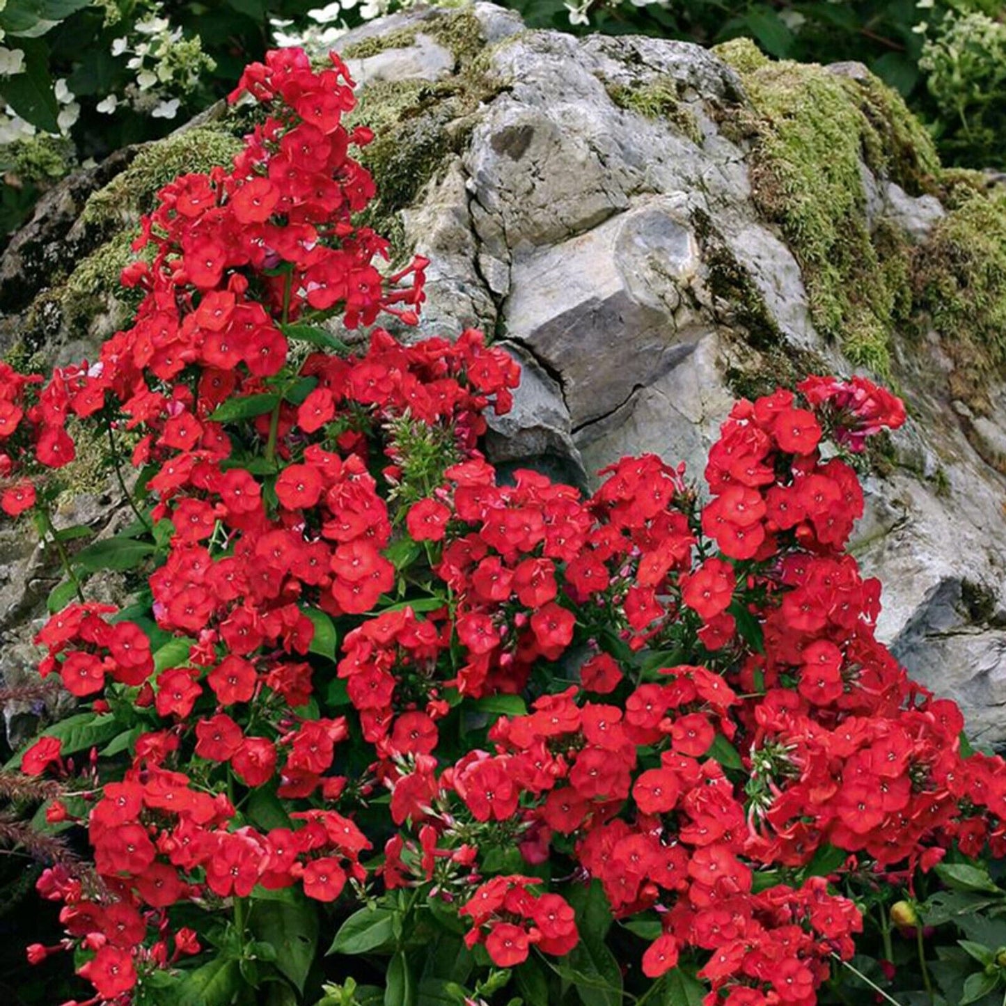 50 Volcano Red Phlox Seeds Flower Perennial Seed Flowers Butterfly 1308 US SELL