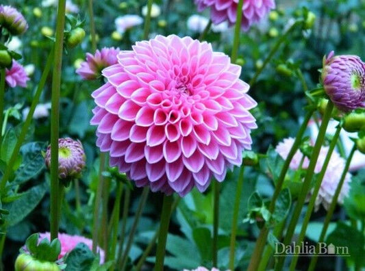 25 Sabrina Dahlia Seeds Flower Perennial Flowers Seed Flowering Bloom 1150 US