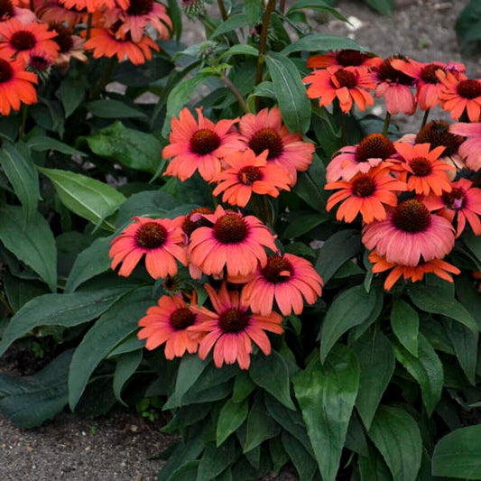 50 Tanager Cone flower seeds Echinacea Flower Perennial Bloom Flowers Seed 774