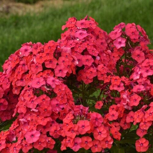 50 Sunset Coral Phlox Seeds Flower Perennial Seed Flowers Butterfly 1271 US