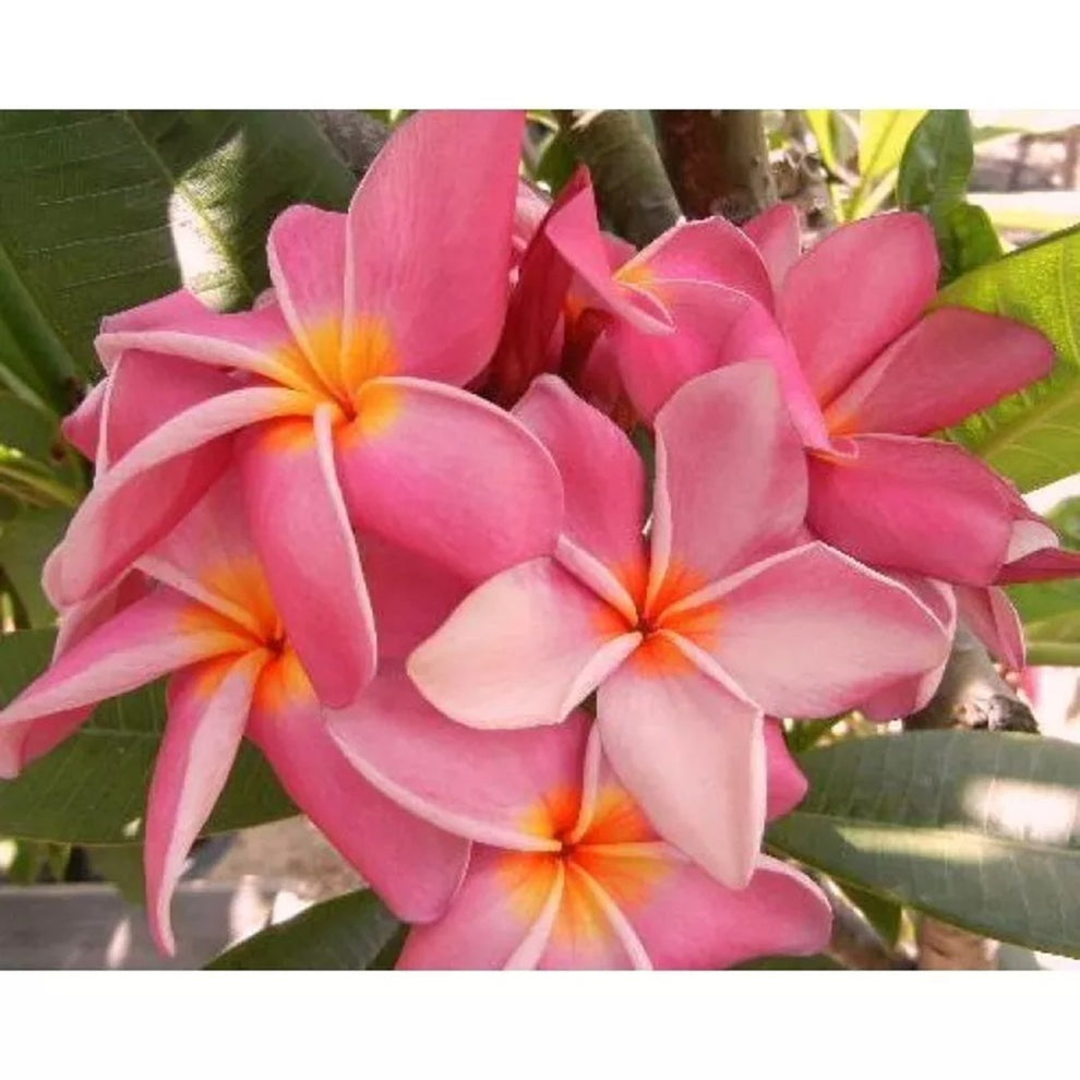 10 Blush Coral Plumeria Seeds Plants Flower Flowers Perennial Seed Tre ...