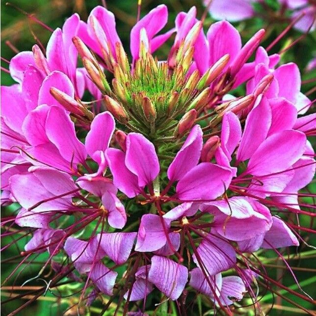 100 Mauve Queen Spider Seeds Clome Spinosa Perennial 1183 US Seller Flower