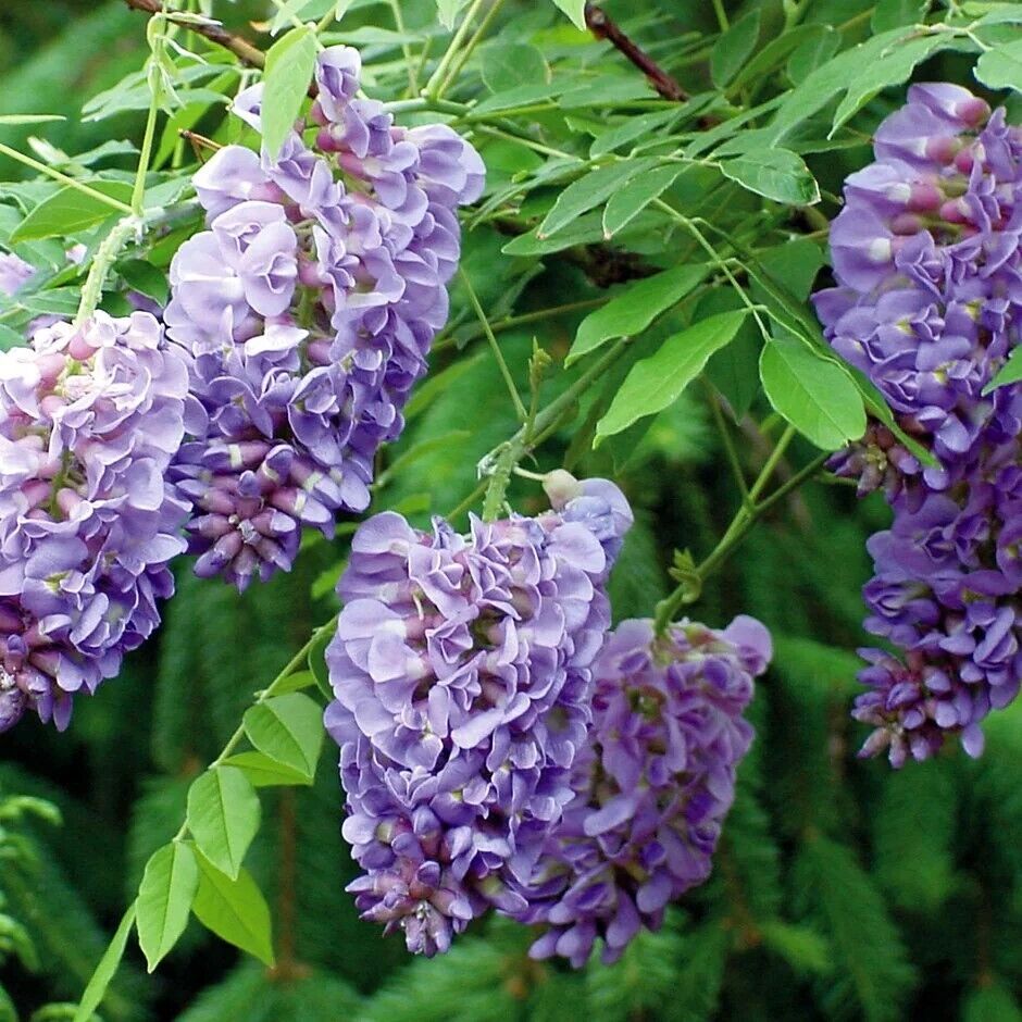 25 Amethyst Falls Lilac Seeds Tree Fragrant Flowers Perennial Seed Flo