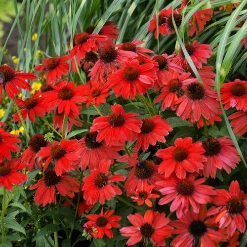 50 Red Salsa Coneflower Seeds Echinacea Perennial Flowers Flower 1381 USA SELLER