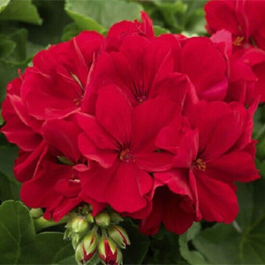 10 Red Geranium Seeds Perennial Flowers Seed Bright Flower Bloom 326 US SELLER