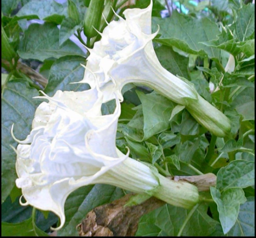 10 Pearl White Angel Trumpet Seeds Flowers Seed Flower Brugmansia Datura 659 USA