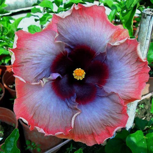 20 Pink Grey Purple Hibiscus Seeds Flowers Flower Seed Perennial Bloom 446