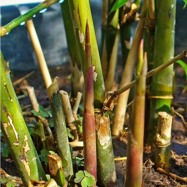 50 Spiny Bamboo Seeds Bambusa Arundinacea Poaceae Thorny Stem Plants Seed 754