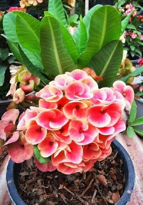 1 "Pinky Snow" Crown Of Thorns Plant Euphorbia Milii Plants Well Rooted