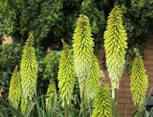 25 Percy's Pride Torch Lily Hot Poker Flower Seeds Perennial Seed 861 US SELLER