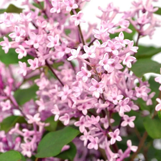 25 Pink Perfume Lilac Seeds Tree Fragrant Flowers Perennial Seed Flower 967 USA