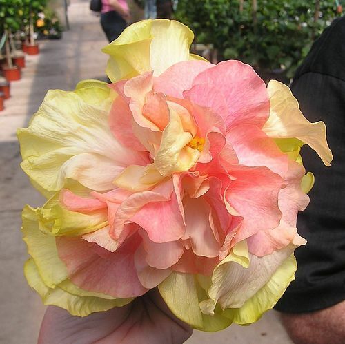 20 Double Pink Orange Hibiscus Seeds Flowers Flower Seed Perennial Bloom 482