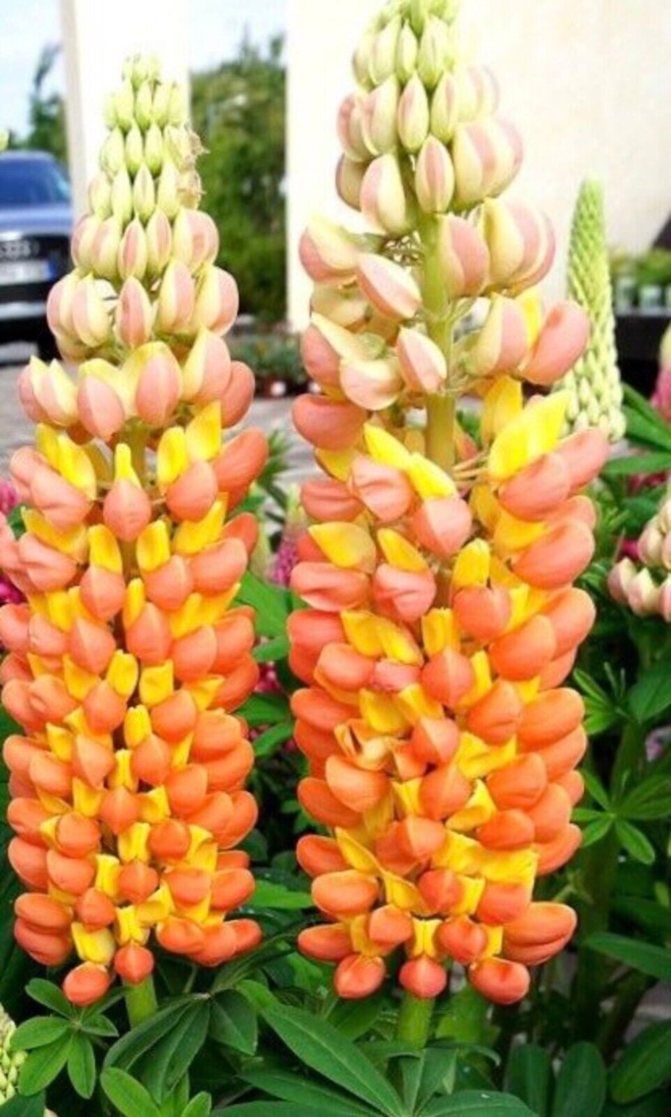 25 Orange Yellow Lupine Seeds Flower Perennial Flowers Hardy Seed 1010 US SELLER