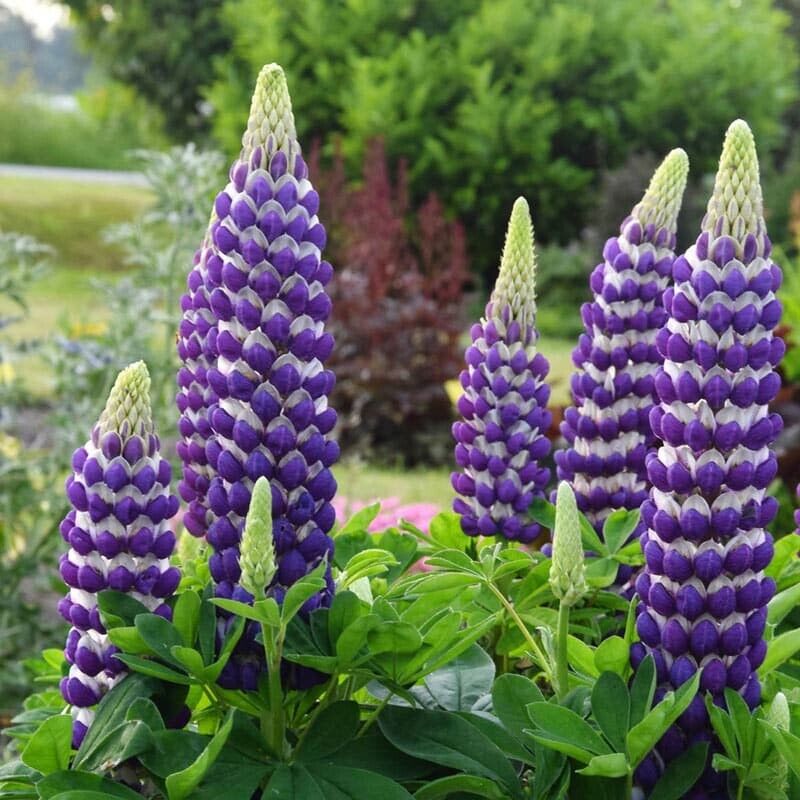 25 Blacksmith Lupine Seeds Flower Perennial Hardy Flowers Seed 933 US SELLER