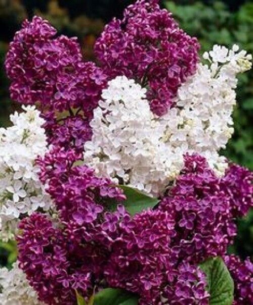 25 White Magenta Lilac Seeds Tree Fragrant Flowers Perennial Seed Flower 949 USA
