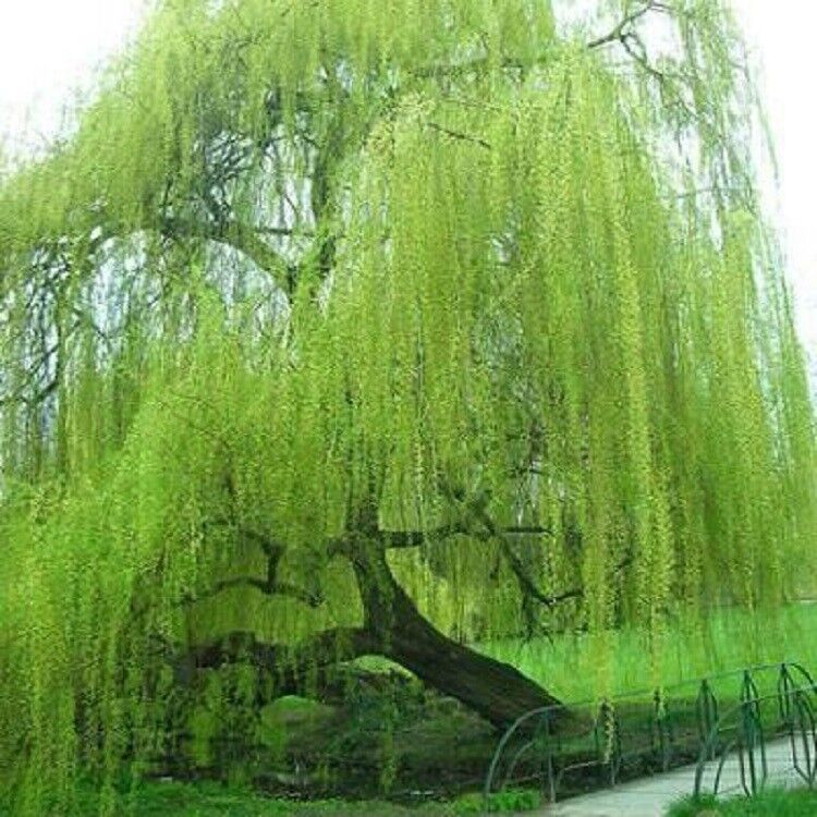 5 Bright Green Willow Seeds Tree Weeping Flower Giant Full Landscape S –  Toadstool Seeds