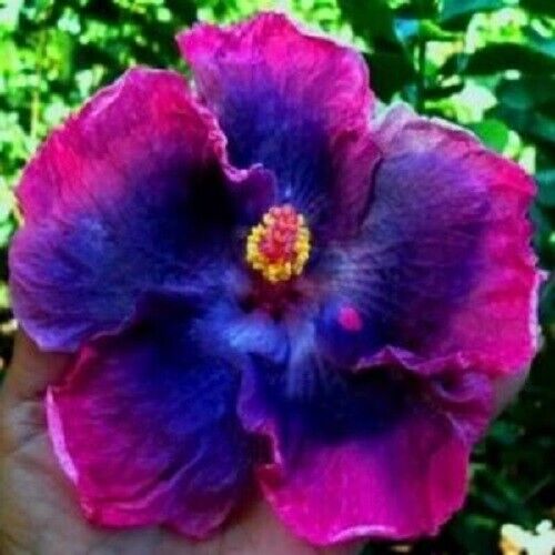 20 Pink Blue Hibiscus Seeds Flowers Flower Seed Perennial Tropical 241 US SELLER