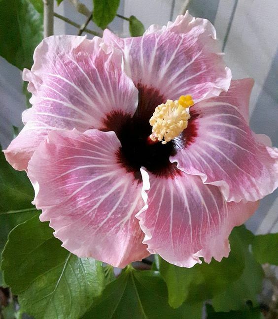 20 Light Pink Hibiscus Seeds Flowers Flower Seed Perennial Bloom 465