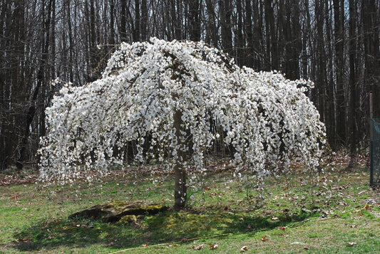 5 Weeping White Cherry Tree Seeds Flowering Seed Japanse Ornimental Garden 109