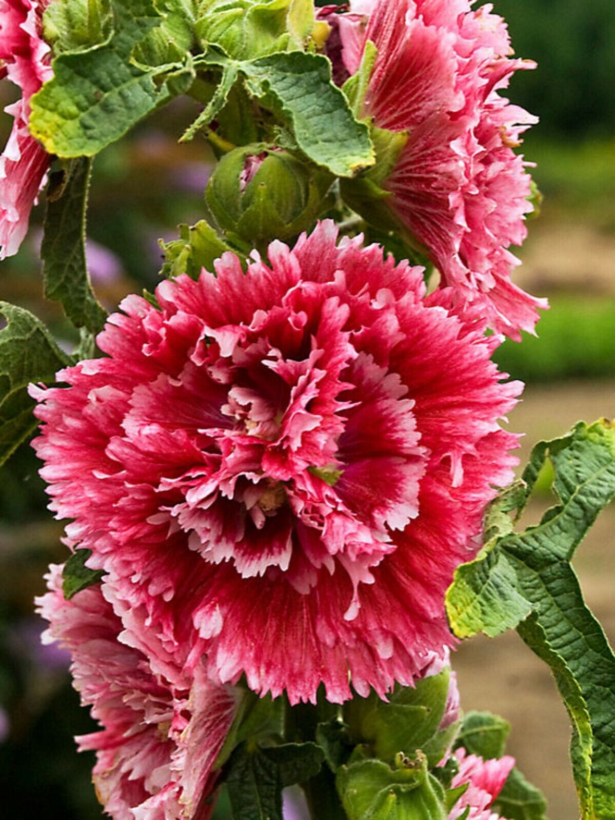 25 Double Red Pink Hollyhock Seeds Perennial Giant Seed Flower Flowers Bloom 41