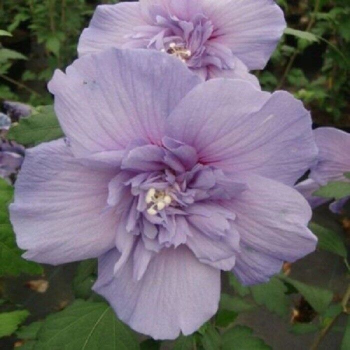 20 Double Light Purple Hibiscus Seeds Flowers Flower Seed Perennial Bloom 19