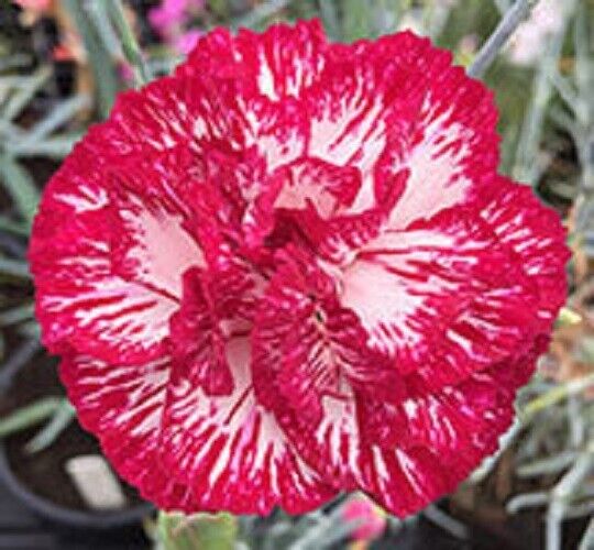 100 Audrey Robinson Carnation Seeds Dianthus Flowers Seed Flower Perennial 1043