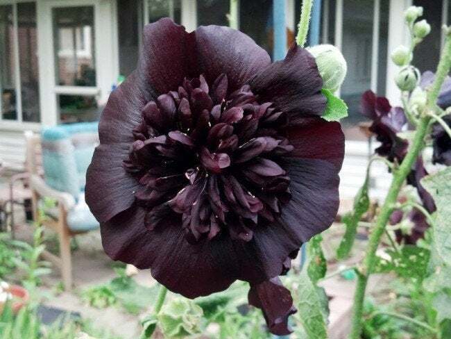 25 Black Prince Hollyhock Seeds Perennial Flower Seed Flowers Seed 34 US SELLER