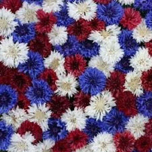 50 Firework Mix Bachelor's Button Seeds Annual Seed Flower Flowers Garden 597