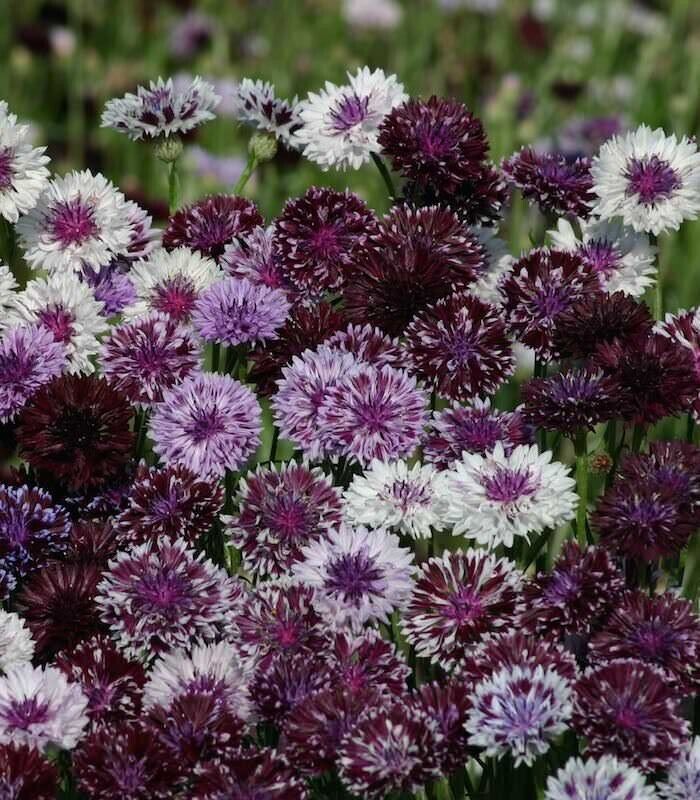 50 Classic Magic Bachelor's Button Seeds Annual Seed Flower Flowers 757 USA