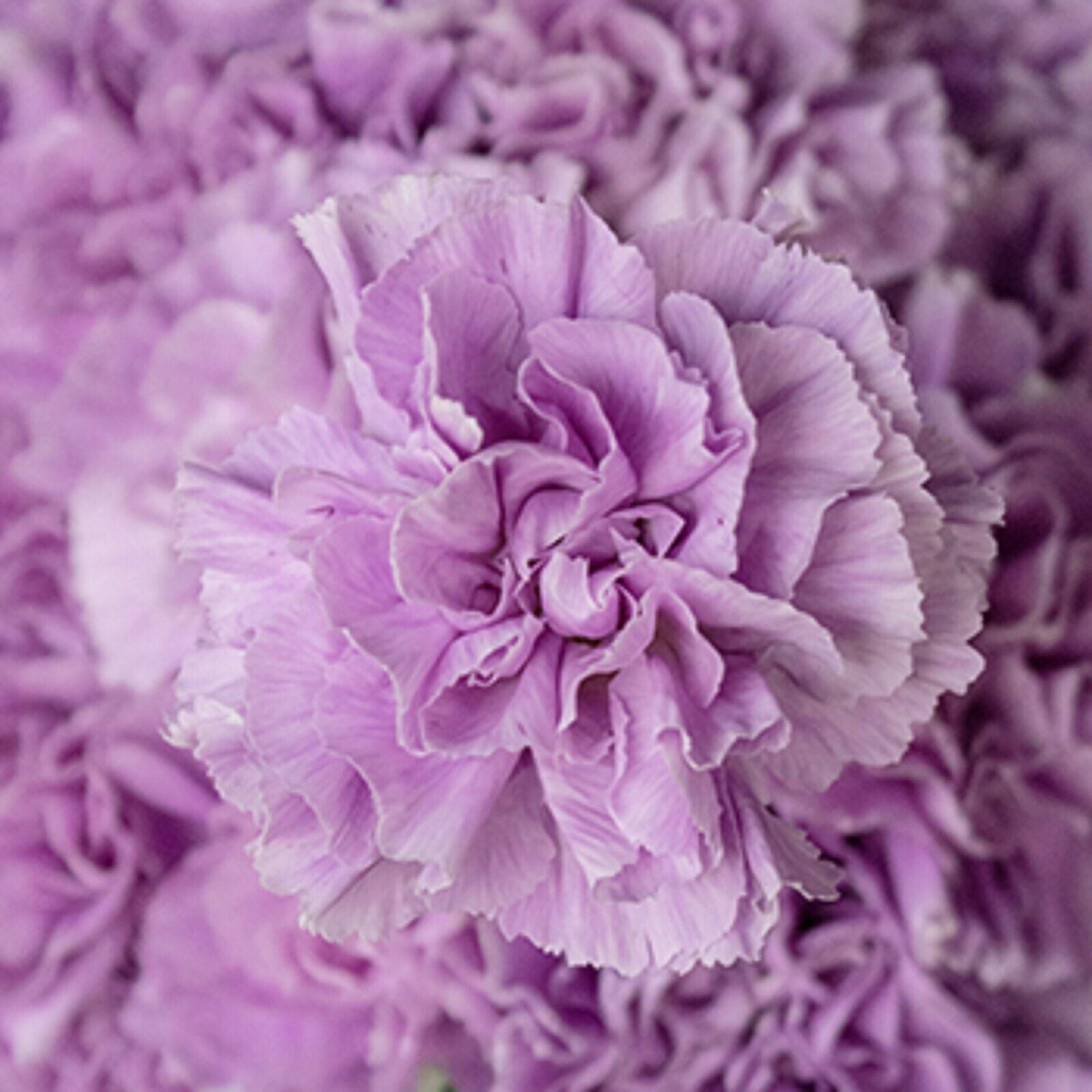 Carnation seed online