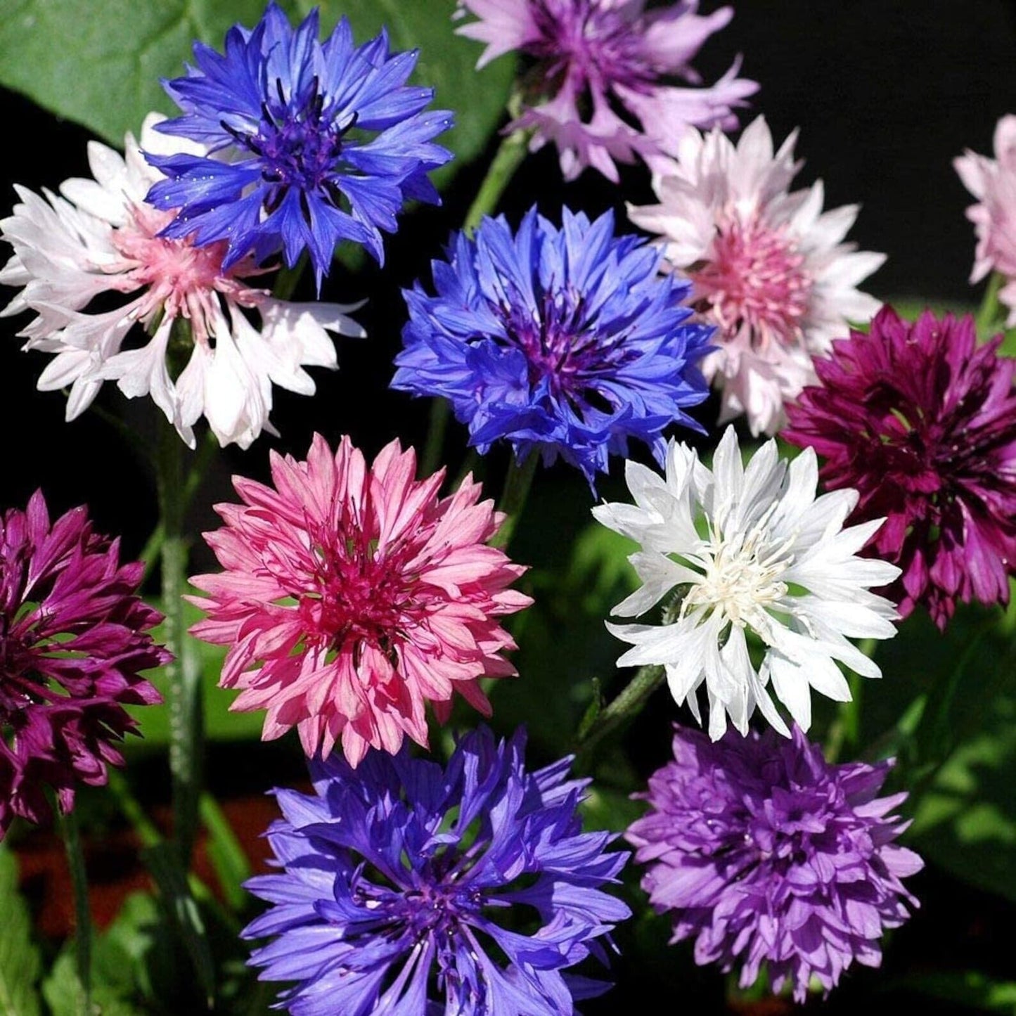 50 Polka Dot Bachelor's Button Seeds Annual Seed Flower Flowers Garden 608 USA