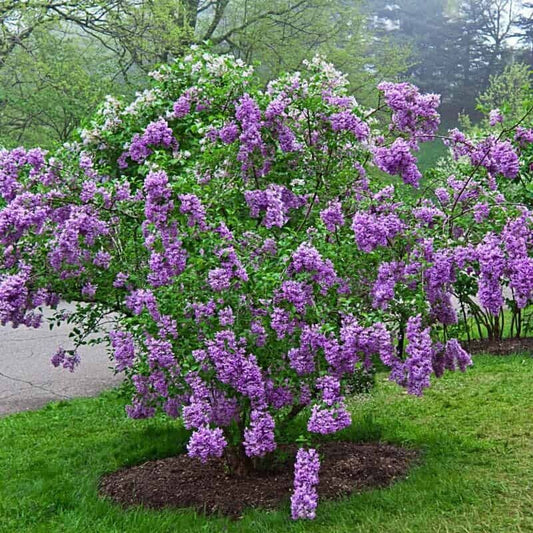 25 Lilac Sunday Lilac Seeds Tree Fragrant Flowers Perennial Seed Flower 958 USA