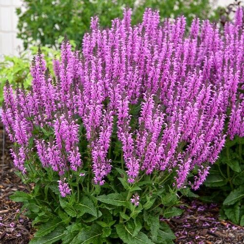 50 Back to the Fuchsia Salvia Seeds Flower Seed Perennial Flowers 581 US SELLER