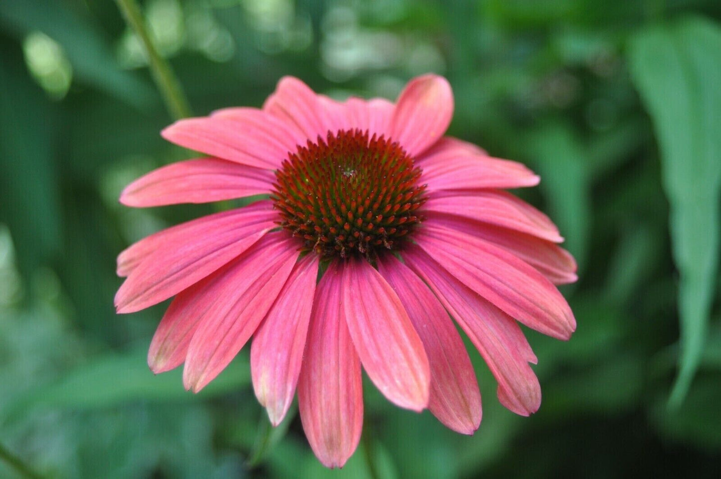 50 Watermelon Coneflower Seeds Echinacea Flower Perennial Flowers Seed 1401 USA