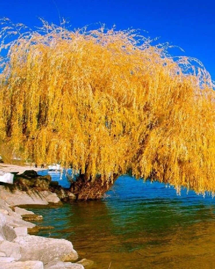 5 Yellow Willow Seeds Tree Weeping Flower Giant Flowers Seed Perennial