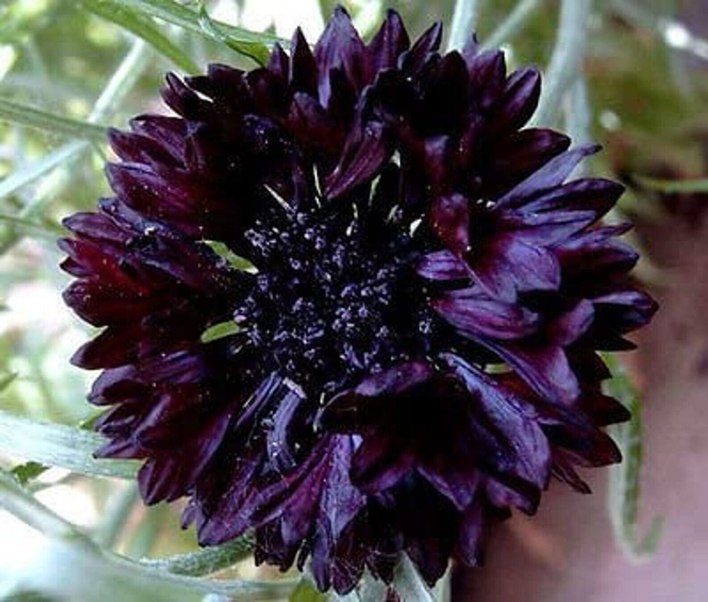 50 Black Bachelor's Button Seeds Annual Seed Flower Flowers Garden 583 USA SELL