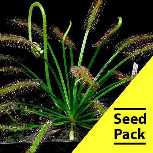 15 Drosera Capensis Seeds Carnivorous Bug Eating Plant Seed Exotic House CP-6