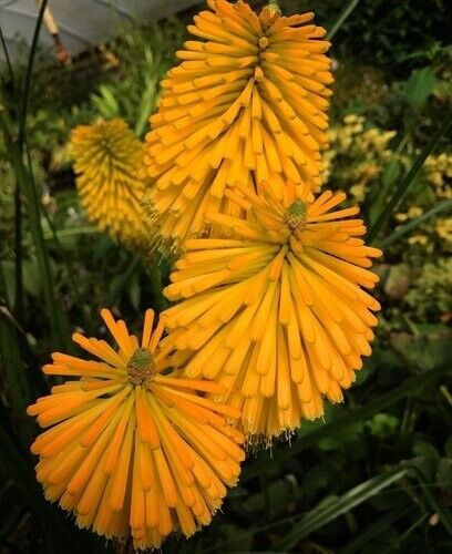 25 Yellow Cheer Torch Lily Hot Poker Flower Seeds Perennial Seed 899 US SELLER