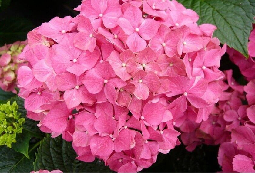 5 Flamingo Hydrangea Seeds Perennial Flowers Flower Garden Seed 1425 USA SELL