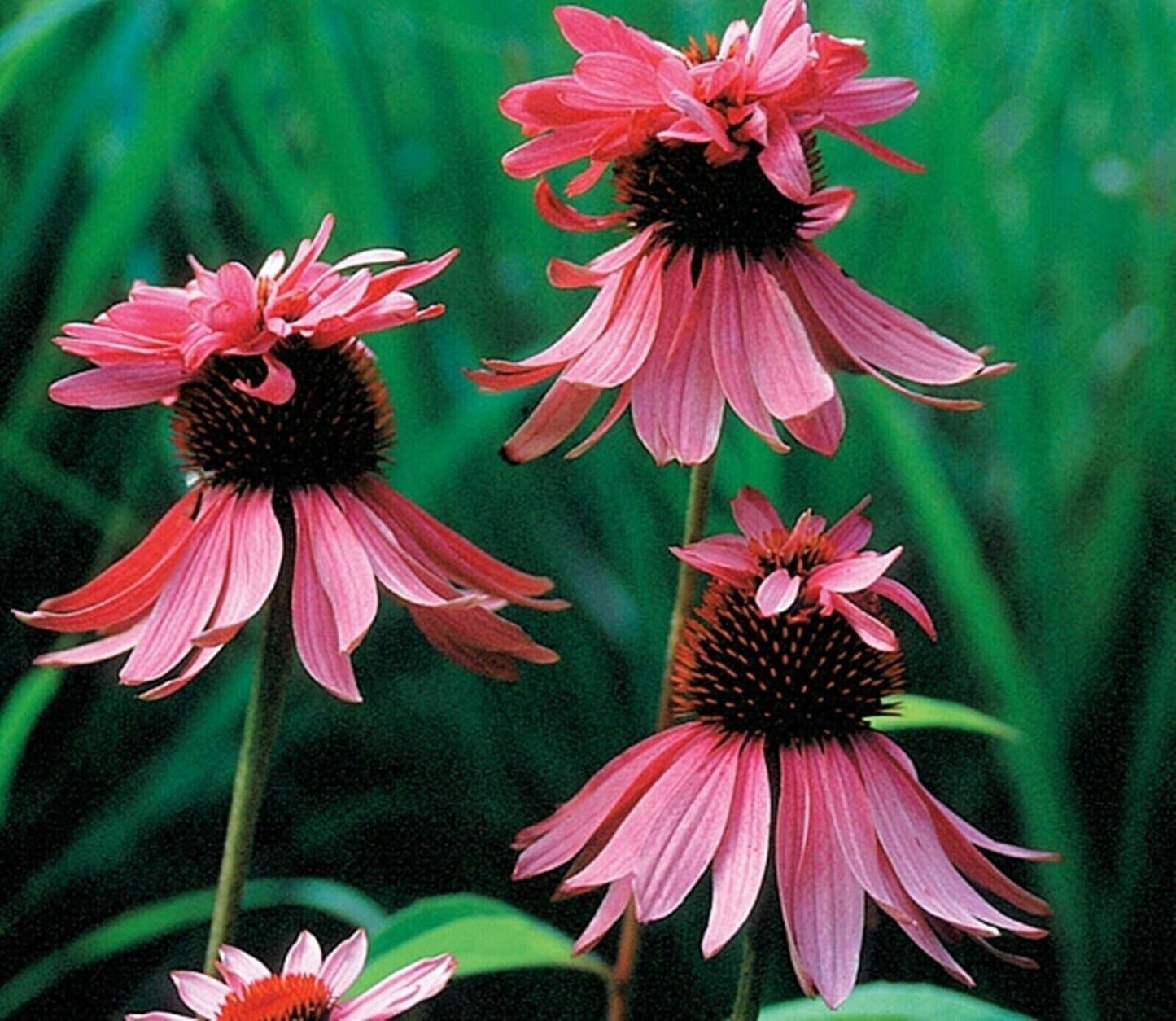 50 Double Decker Coneflower Seeds Echinacea purpurea Perennial Flower 1065 USA