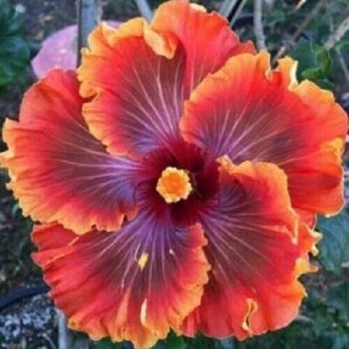 20 Red Purple Orange Hibiscus Seeds Flowers Flower Seed Perennial 275 US SELLER