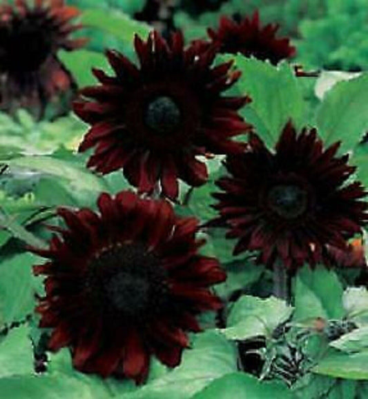 25 Black Magic Sunflower Seeds Flowers Seed Flower Perennial Bloom 240 US SELLER