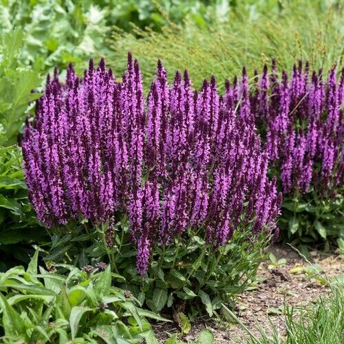 50 Pink Salvia Seeds Flower Seed Perennial Flowers Hummingbird 818 USA SELLER