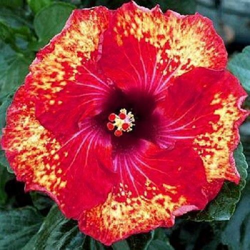 20 Yellow Red Hibiscus Seeds Flowers Flower Seed Perennial Bloom 441 US SELLER