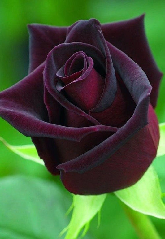 10 Dark Purple Rose Seeds Flower Bush Perennial Shrub Garden Exotic Garden 102