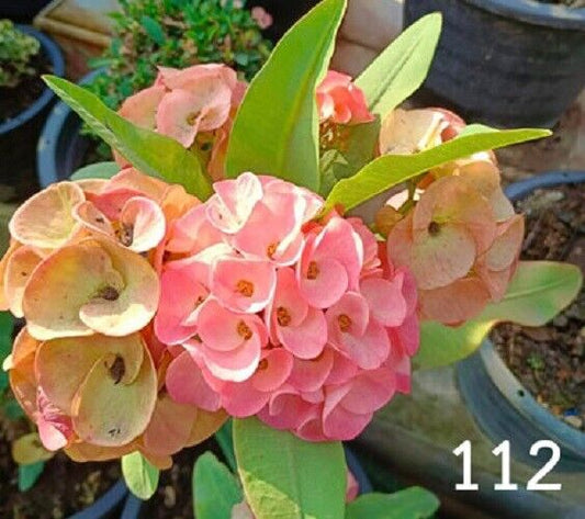 1 "Sweet Candy" Crown Of Thorns Plant Euphorbia Milii Plants Rooted CT-96