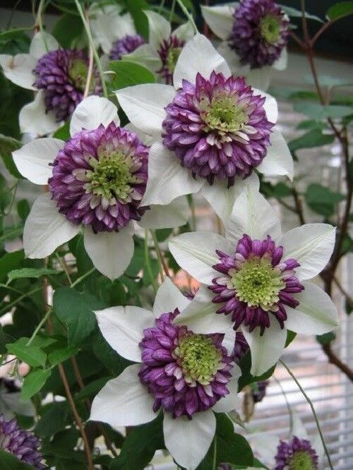 25 White Purple Clematis Seeds Large Bloom Climbing Perennial Garden Flower 75