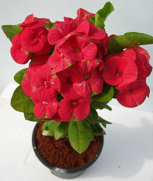 1 Red Wonder Crown Of Thorns Plant Euphorbia Milii Starter Plants Well Rooted