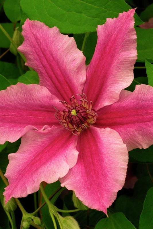 25 Bright Pink Clematis Seeds Bloom Flowers Perennial Seed Flower 87 US SELLER
