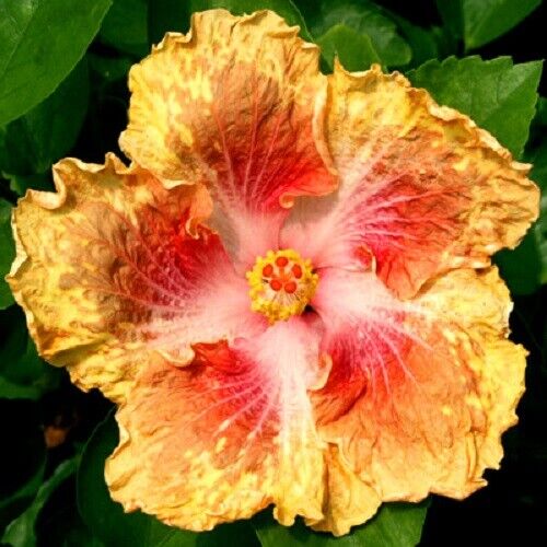 20 Yellow Red Seeds Flowers Flower Seed Perennial Bloom 490